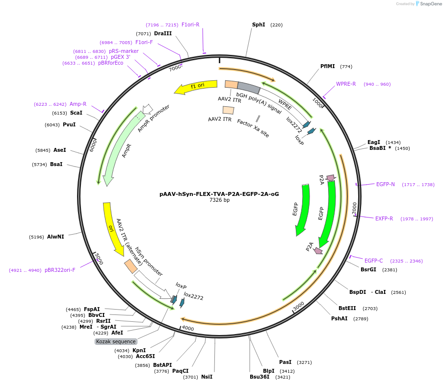 85225-plasmid-map-sequence-id-170787