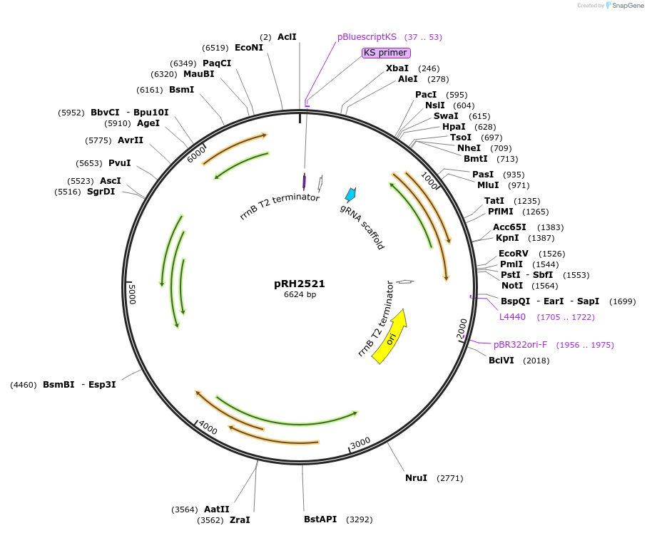 84380-plasmid-map-sequence-id-170793