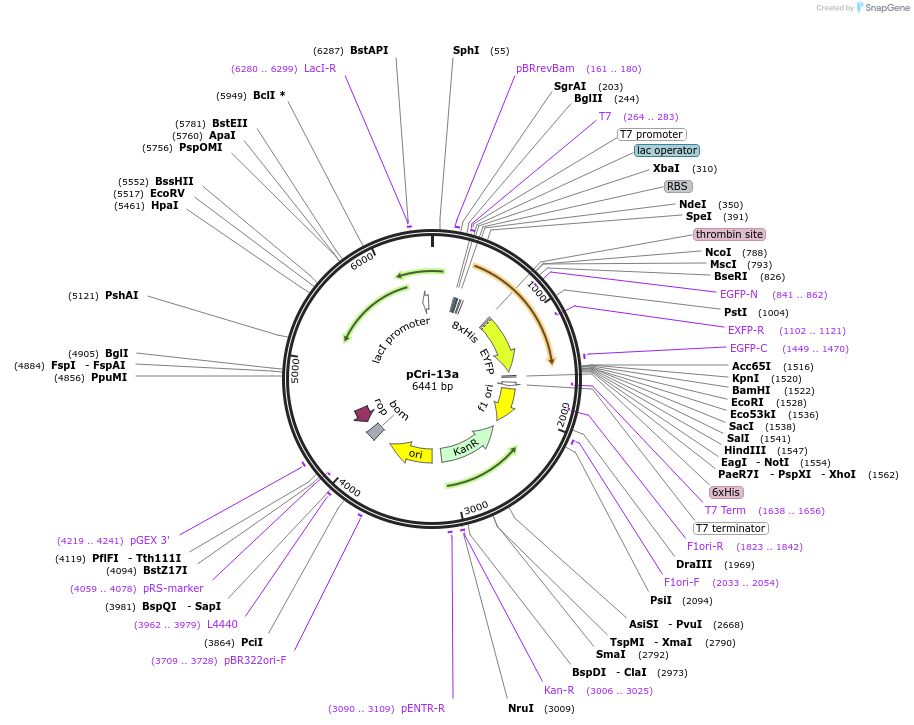61321-plasmid-map-sequence-id-170797