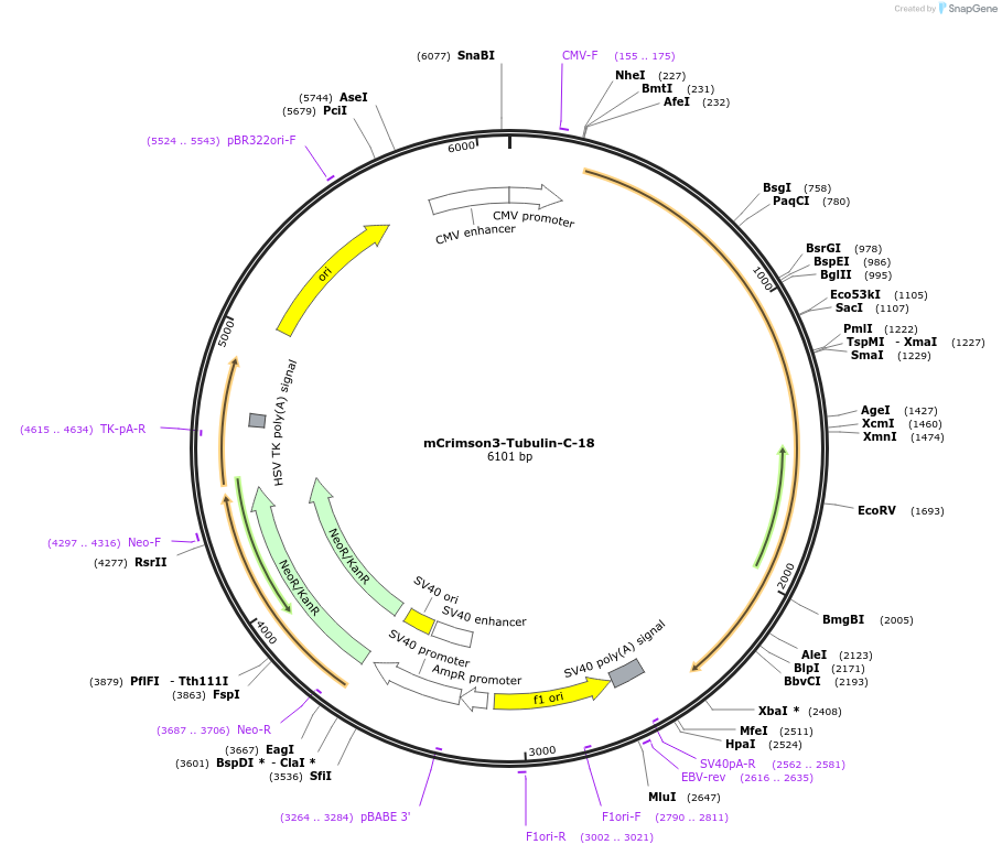 56197-plasmid-map-sequence-id-170841