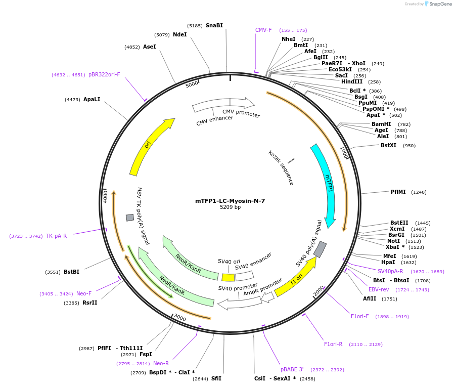 55494-plasmid-map-sequence-id-170846