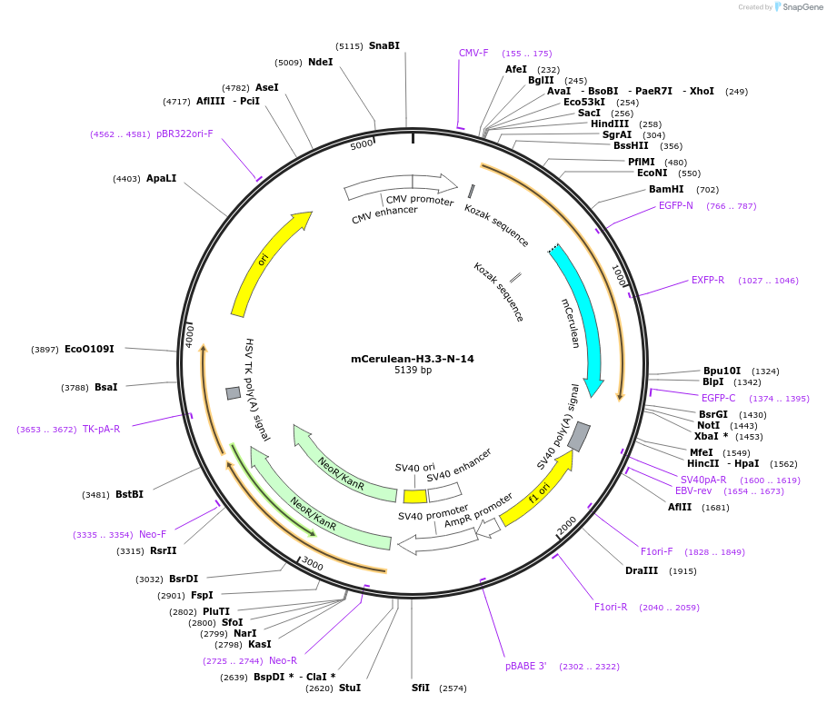 55377-plasmid-map-sequence-id-170848