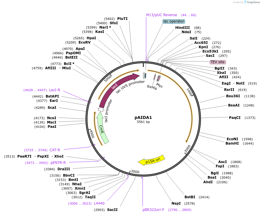 79180-plasmid-map-sequence-id-170854