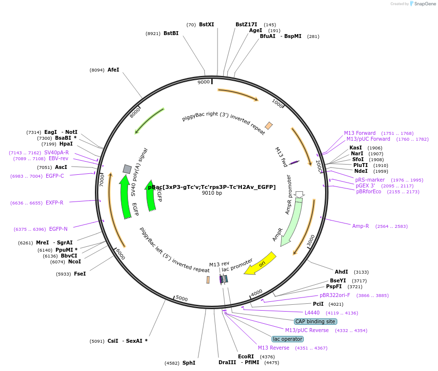 86454-plasmid-map-sequence-id-170900