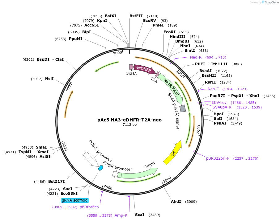 86396-plasmid-map-sequence-id-170909
