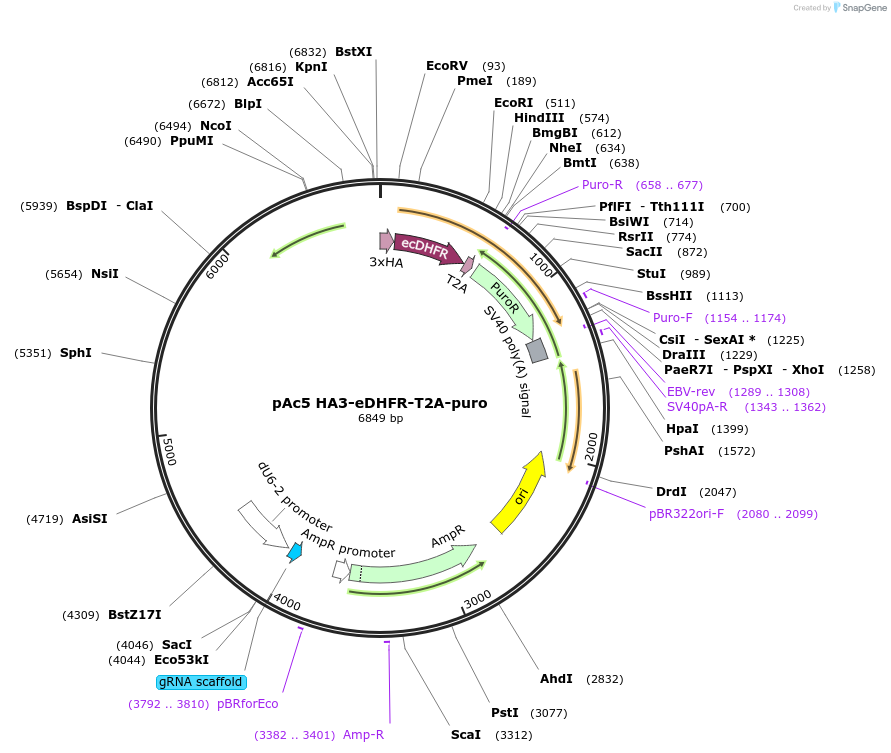 86395-plasmid-map-sequence-id-170910