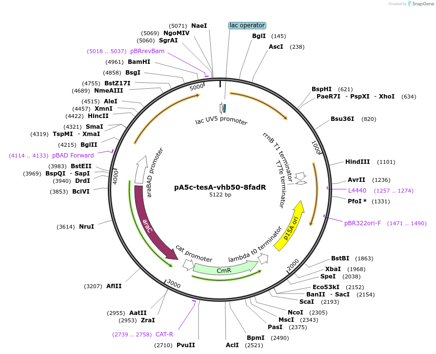86601-plasmid-map-sequence-id-170911