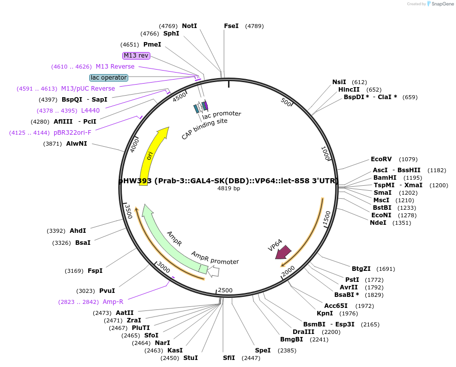 85583-plasmid-map-sequence-id-170931