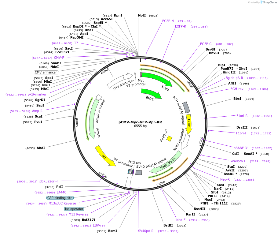 83374-plasmid-map-sequence-id-170936