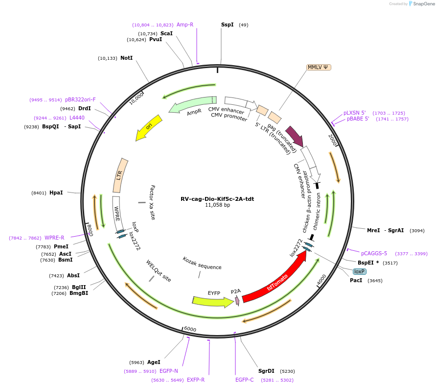 87668-plasmid-map-sequence-id-170955