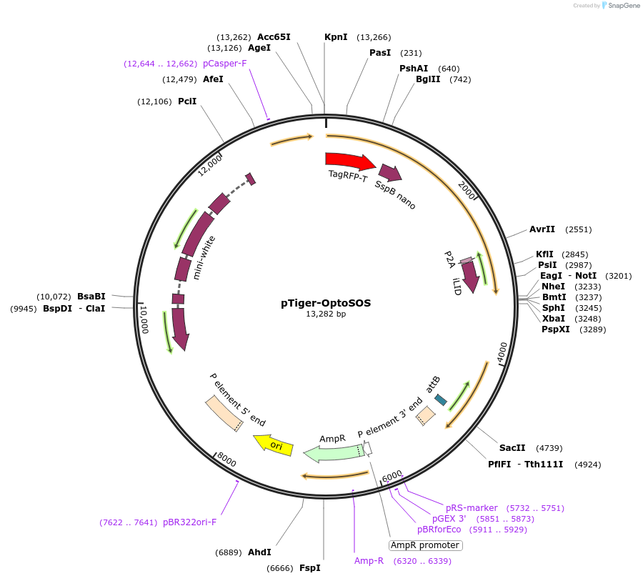 86439-plasmid-map-sequence-id-170978