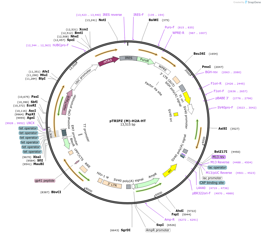 82517-plasmid-map-sequence-id-170980