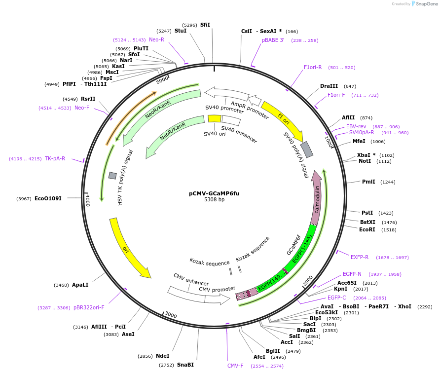 86235-plasmid-map-sequence-id-170986