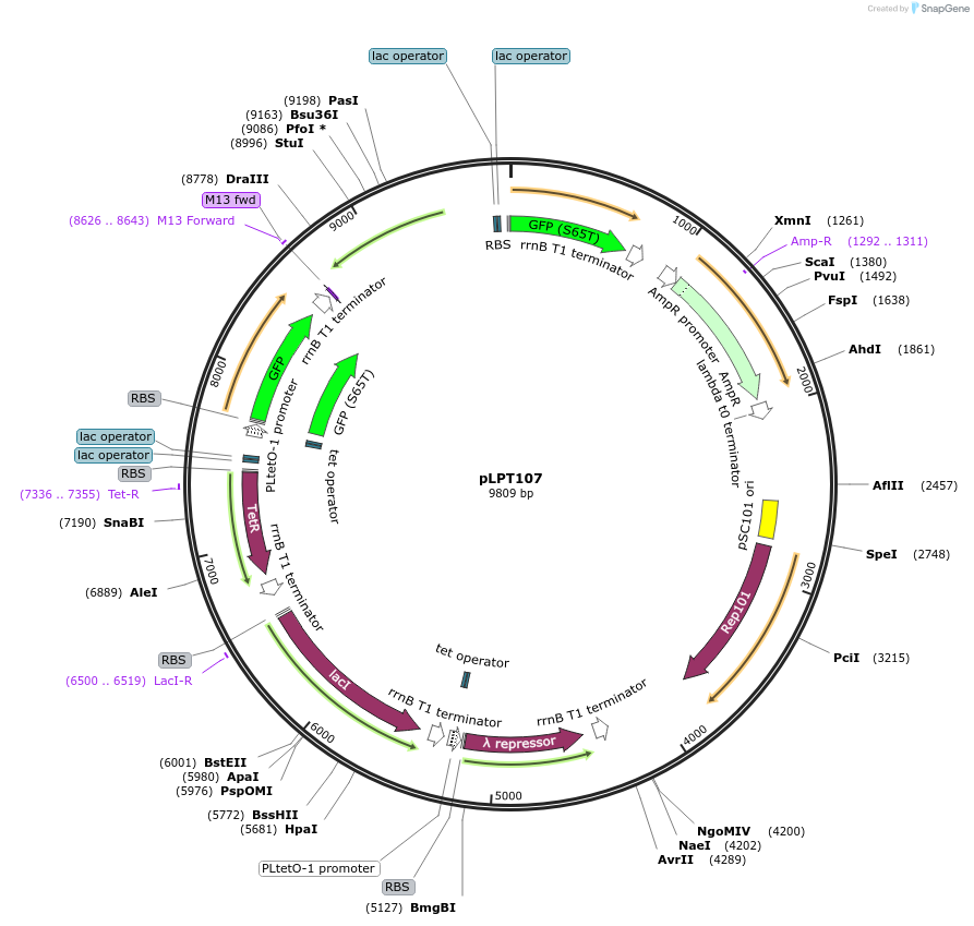85525-plasmid-map-sequence-id-170987