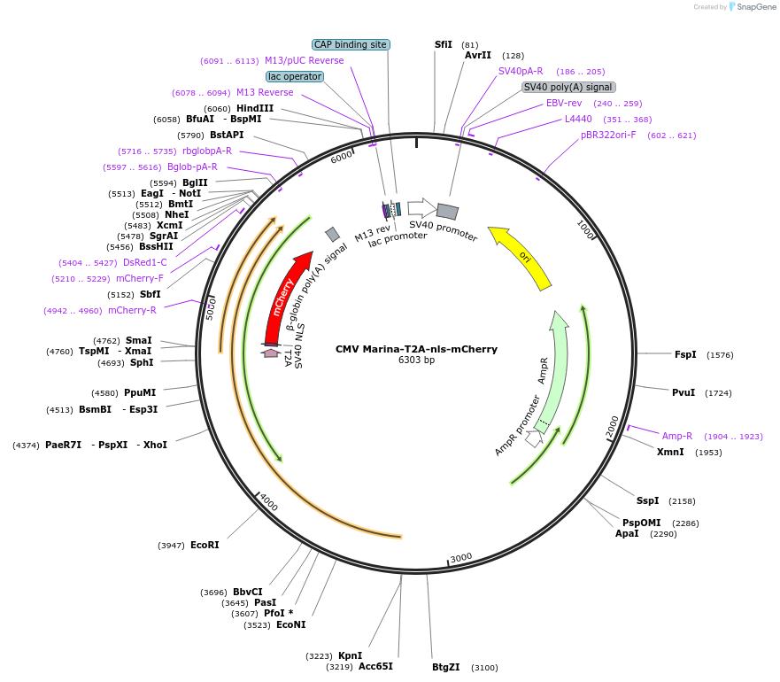 74216-plasmid-map-sequence-id-170988