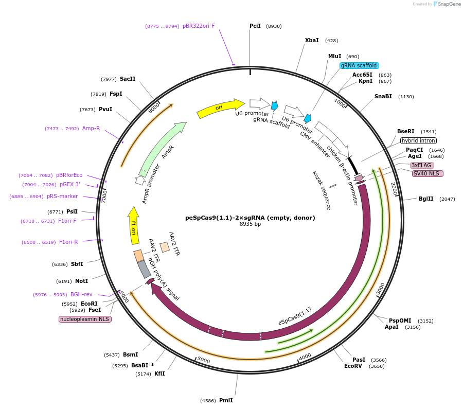 80768-plasmid-map-sequence-id-171038