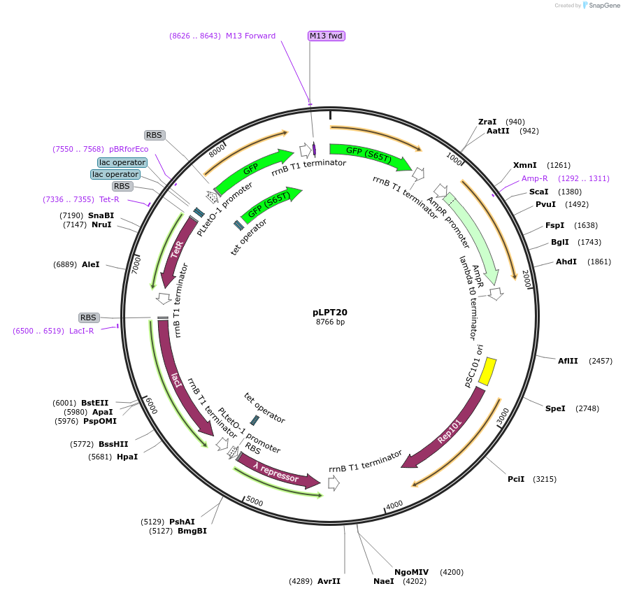 85460-plasmid-map-sequence-id-171040