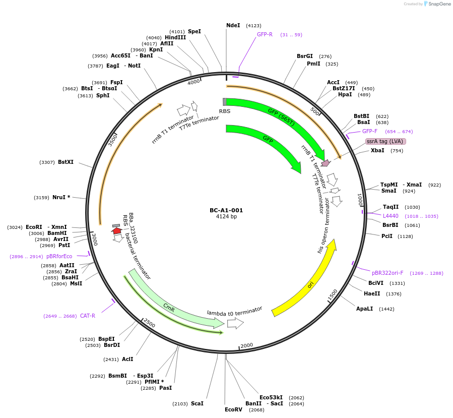 78688-plasmid-map-sequence-id-171043