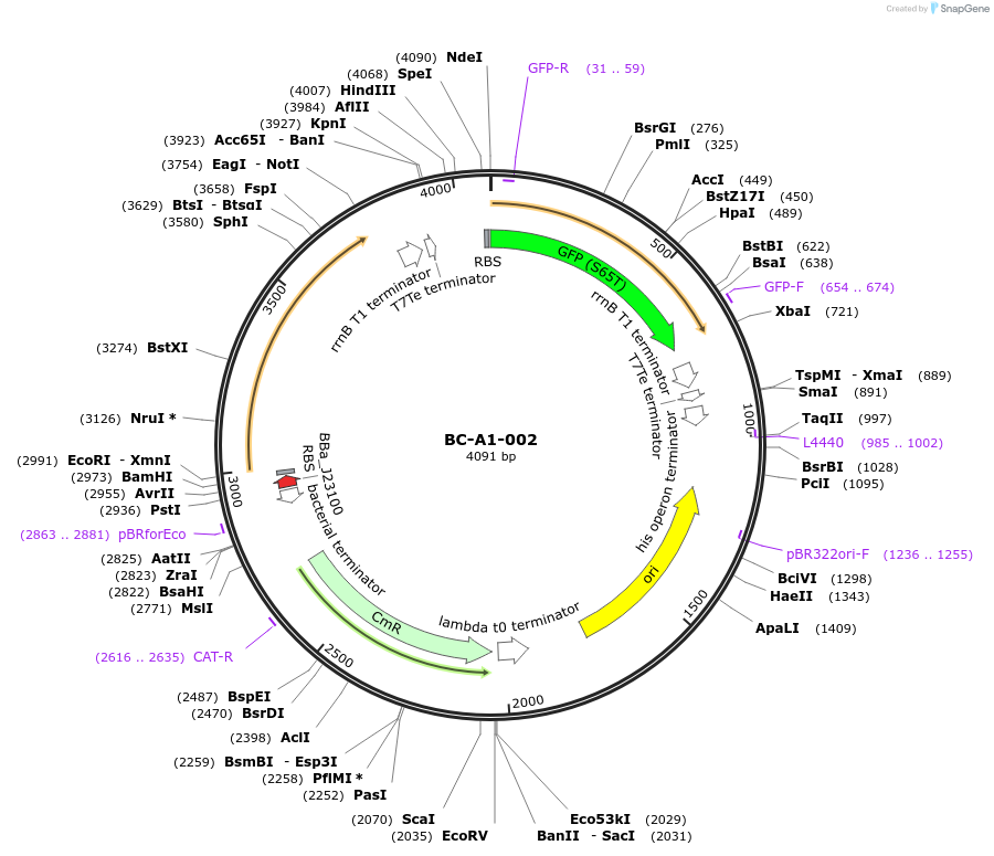 78689-plasmid-map-sequence-id-171045