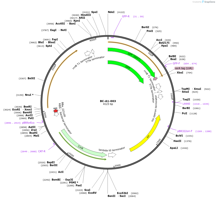 78690-plasmid-map-sequence-id-171047