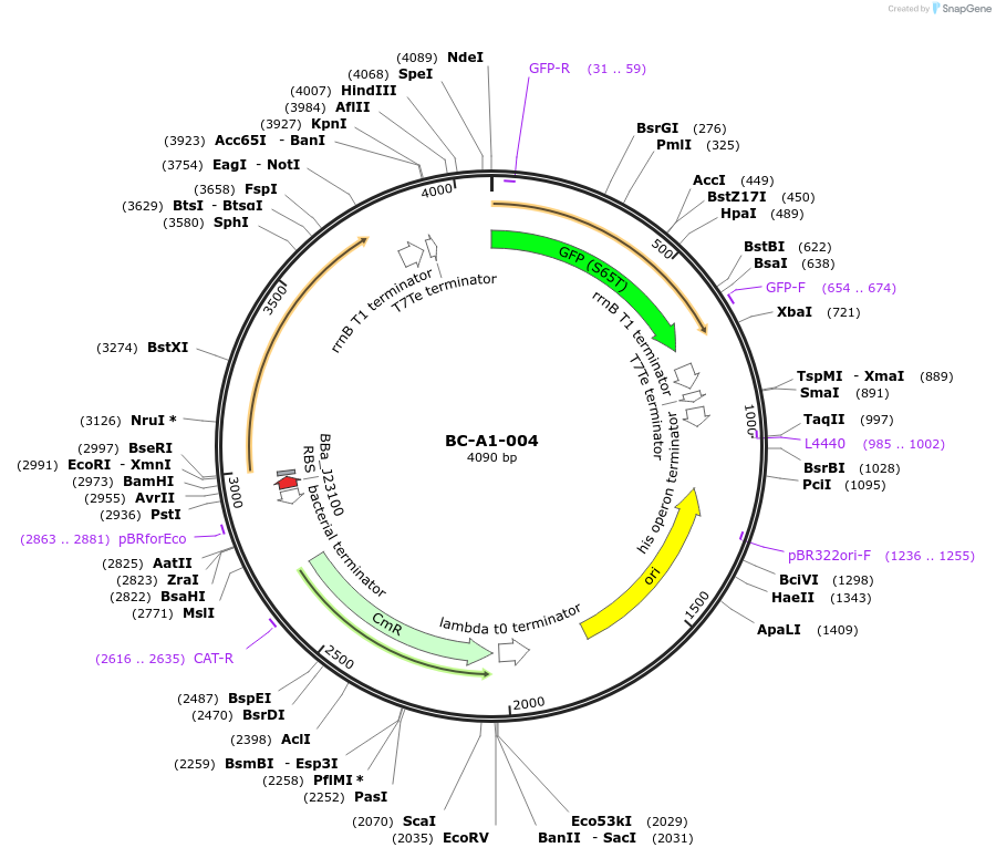 78691-plasmid-map-sequence-id-171048