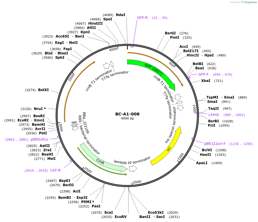 78695-plasmid-map-sequence-id-171053