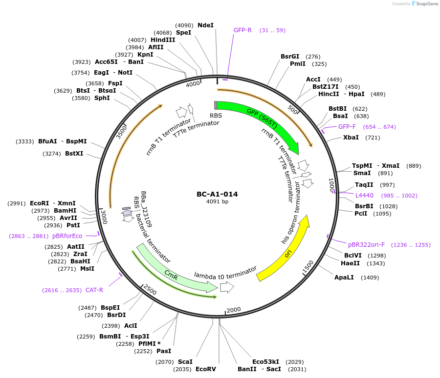 78702-plasmid-map-sequence-id-171059