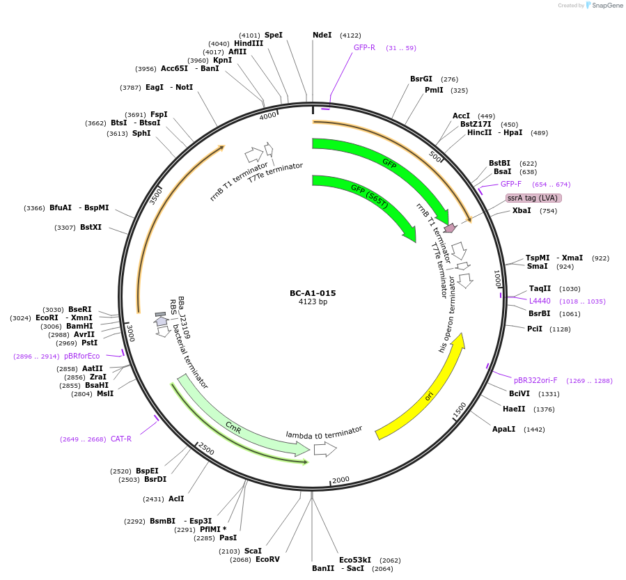 78703-plasmid-map-sequence-id-171060