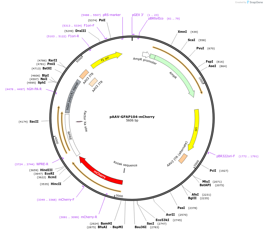 58909-plasmid-map-sequence-id-171076