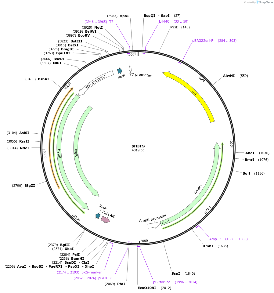 85780-plasmid-map-sequence-id-171083