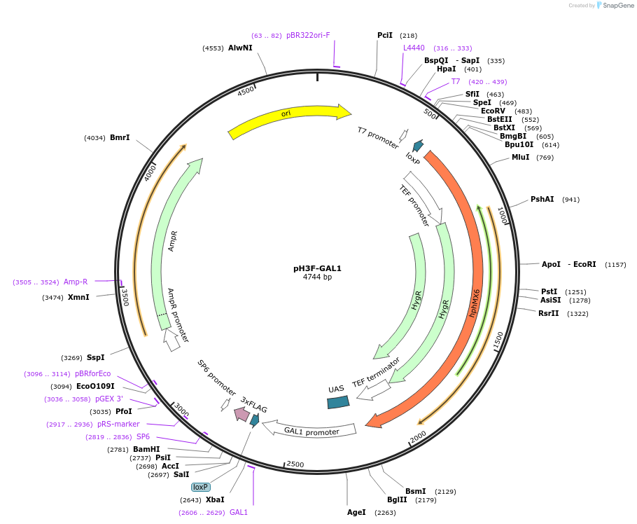 85775-plasmid-map-sequence-id-171114