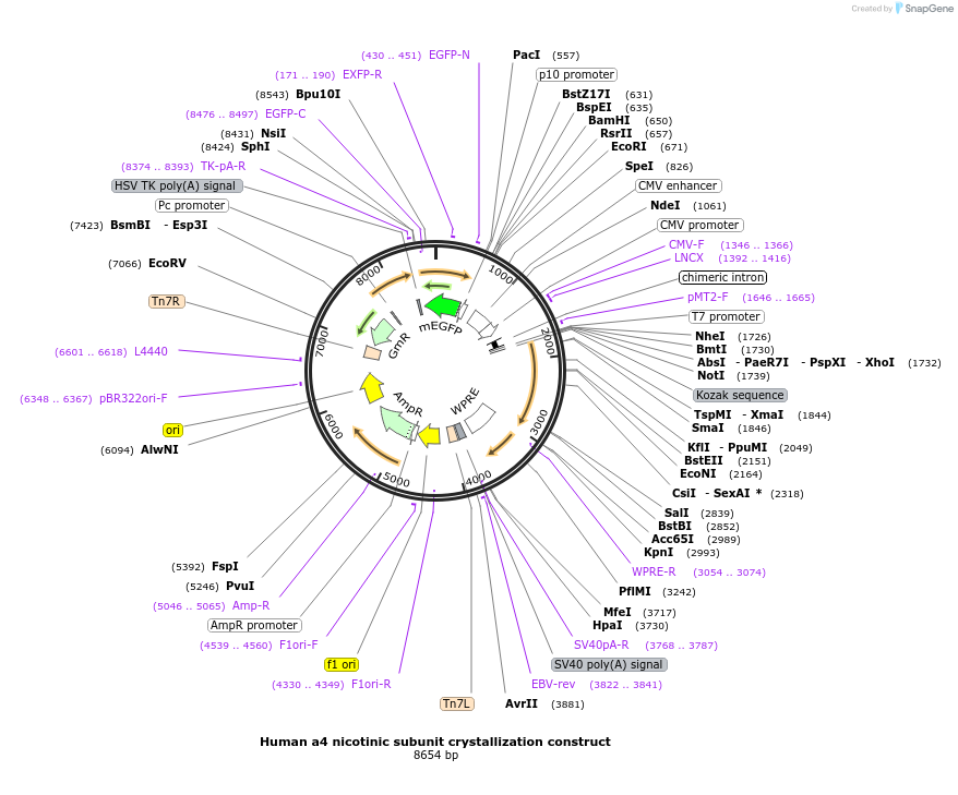 85841-plasmid-map-sequence-id-171121