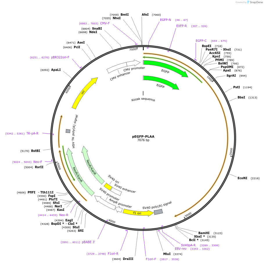 85669-plasmid-map-sequence-id-171122