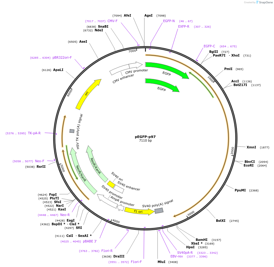 85670-plasmid-map-sequence-id-171123