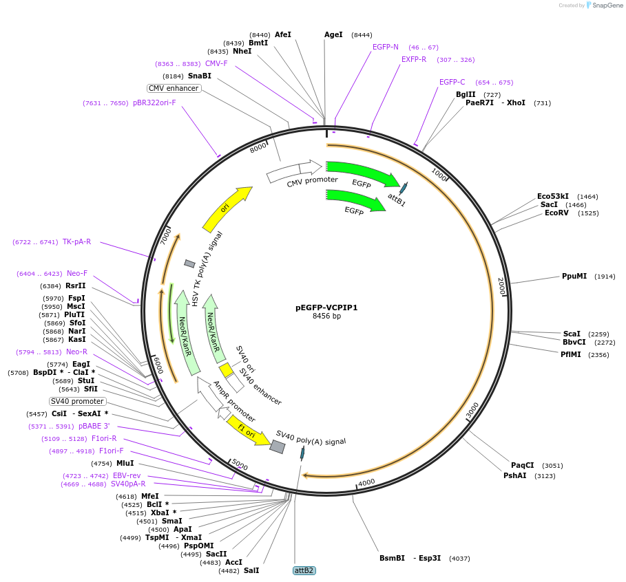 85671-plasmid-map-sequence-id-171124