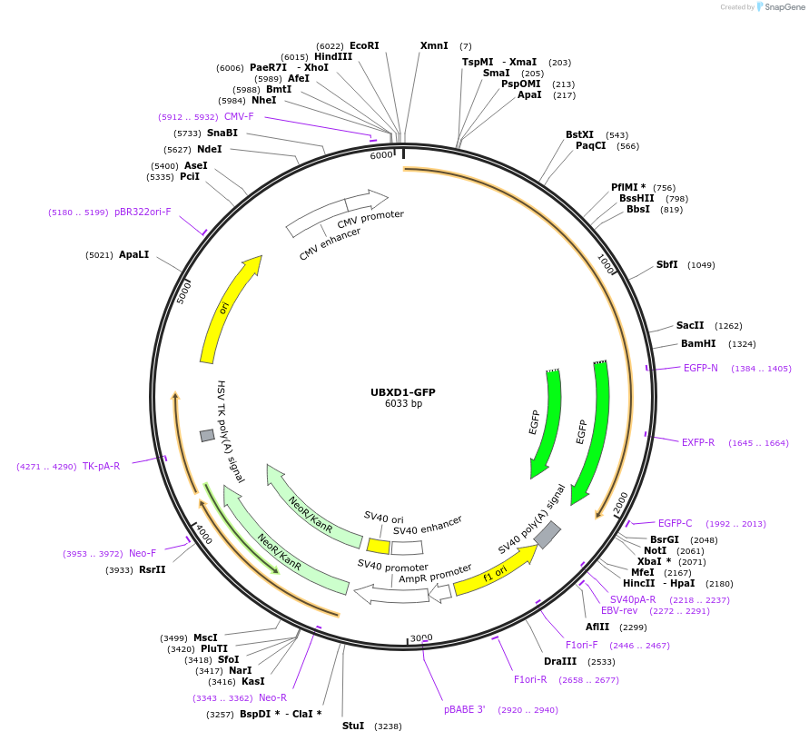 86464-plasmid-map-sequence-id-171125