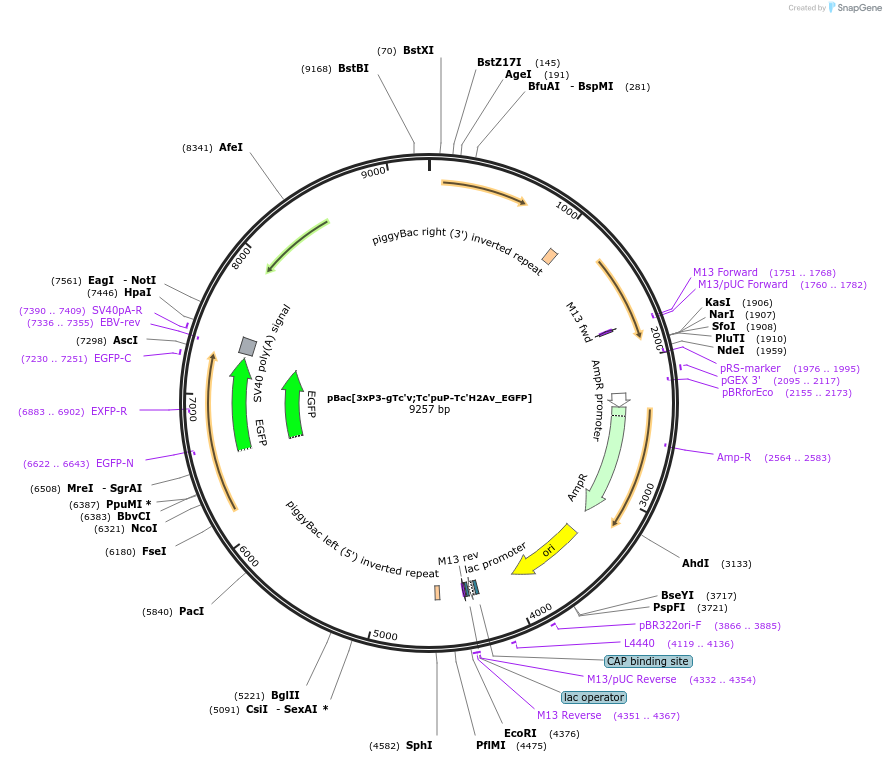 86455-plasmid-map-sequence-id-171155