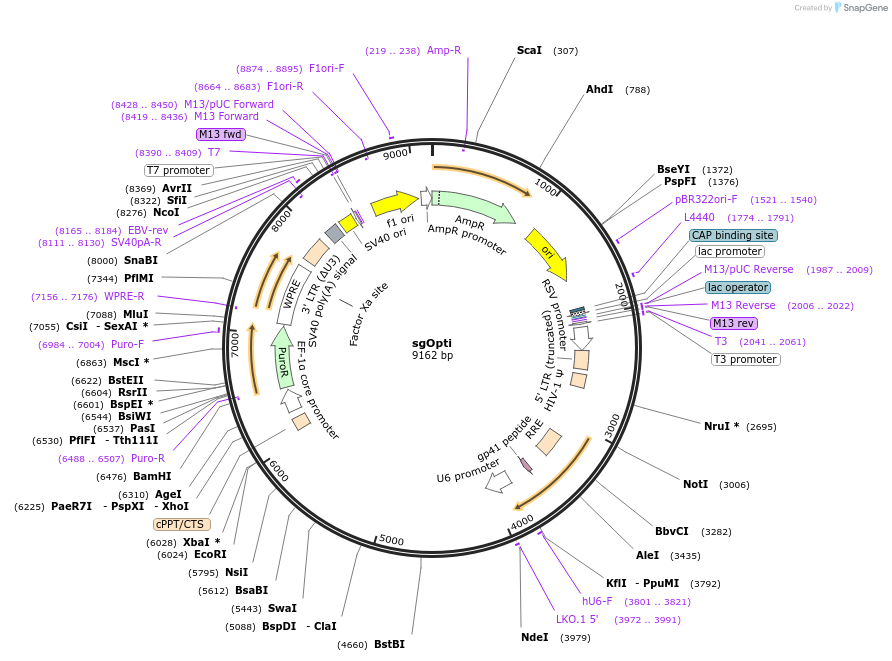 85681-plasmid-map-sequence-id-171159