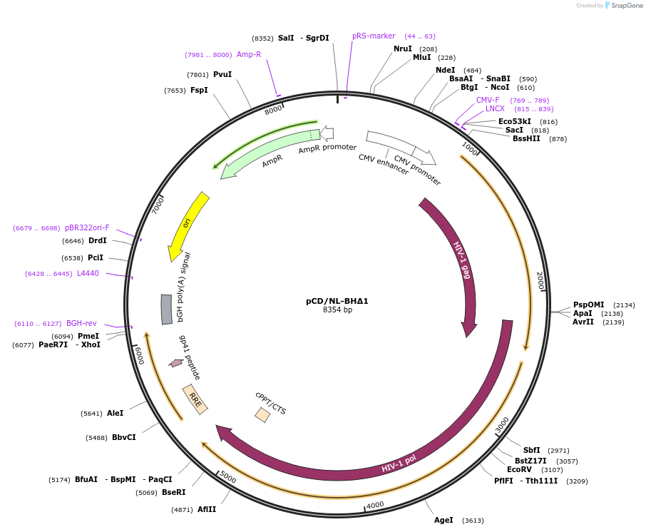 41791-plasmid-map-sequence-id-171188