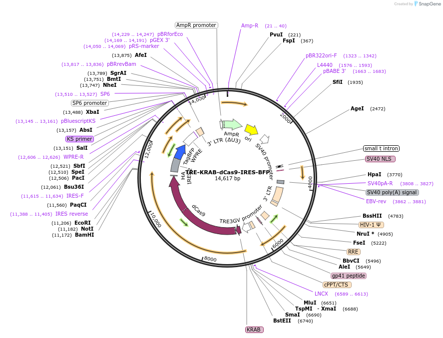 85449-plasmid-map-sequence-id-171198