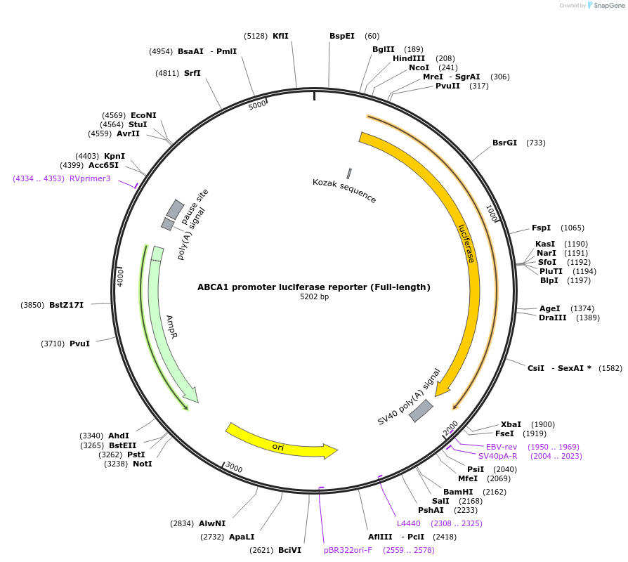 86442-plasmid-map-sequence-id-171199