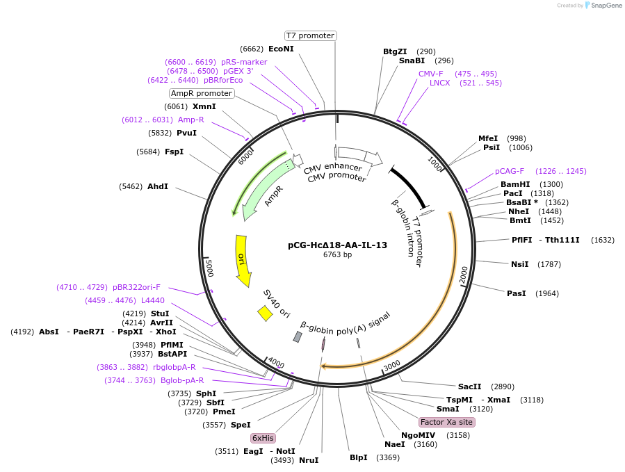 86171-plasmid-map-sequence-id-171201