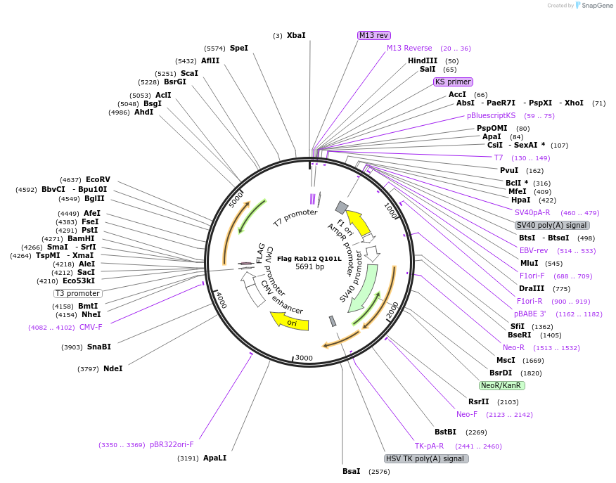 86788-plasmid-map-sequence-id-171205