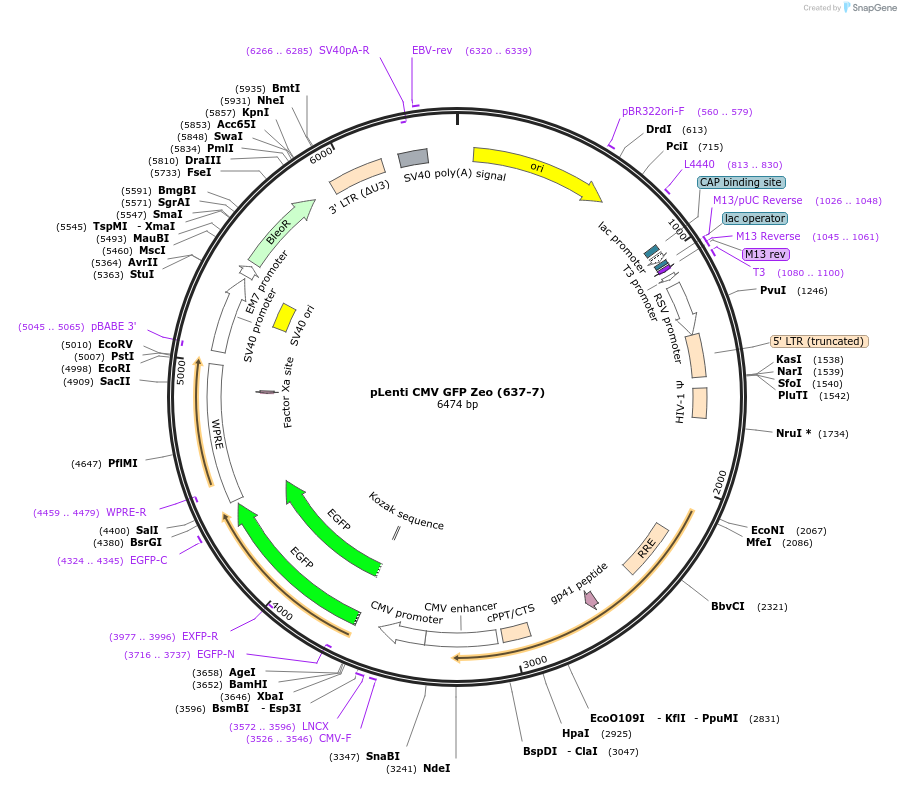 17449-plasmid-map-sequence-id-171211