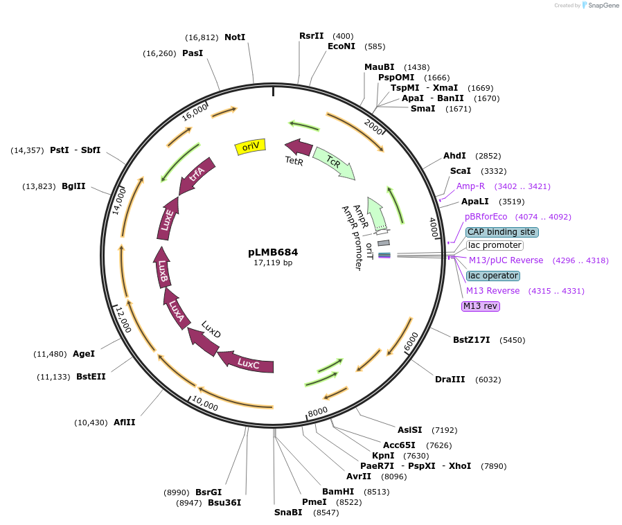 83779-plasmid-map-sequence-id-171217