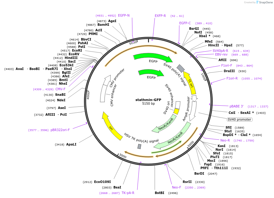 86782-plasmid-map-sequence-id-171223