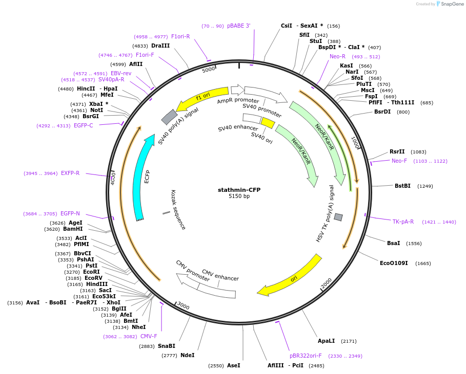 86783-plasmid-map-sequence-id-171227