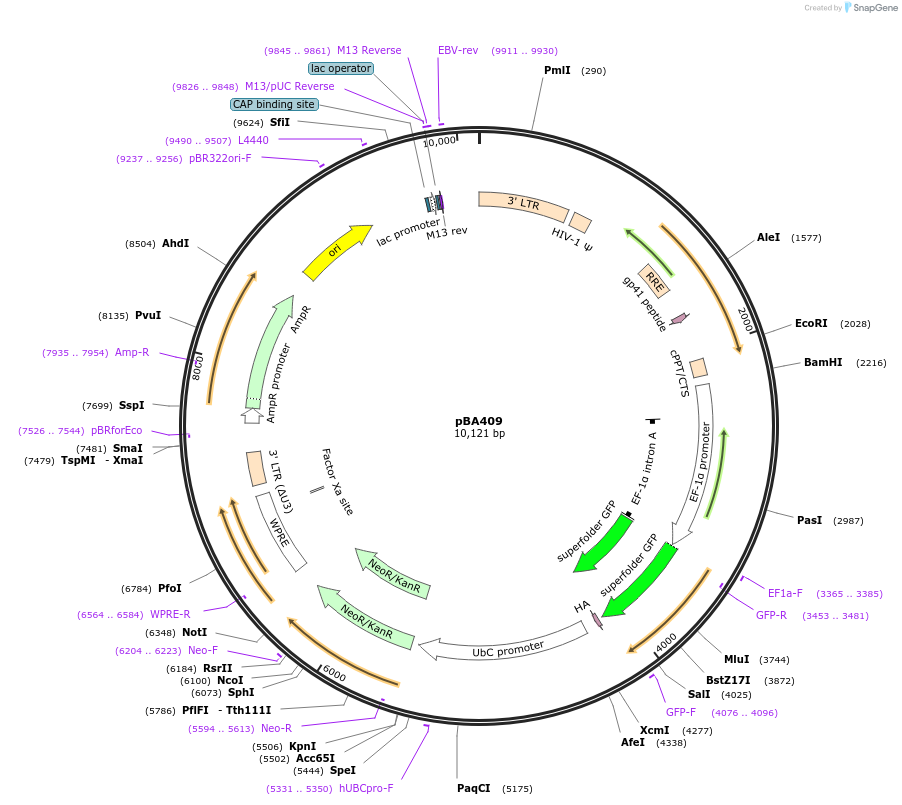 85971-plasmid-map-sequence-id-171230