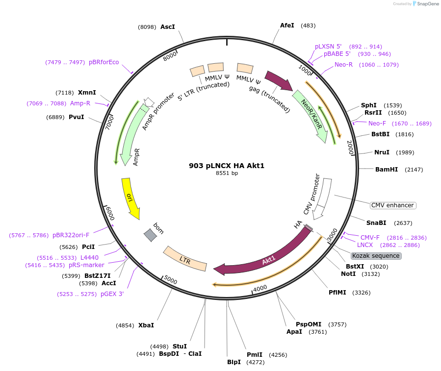 9004-plasmid-map-sequence-id-171231