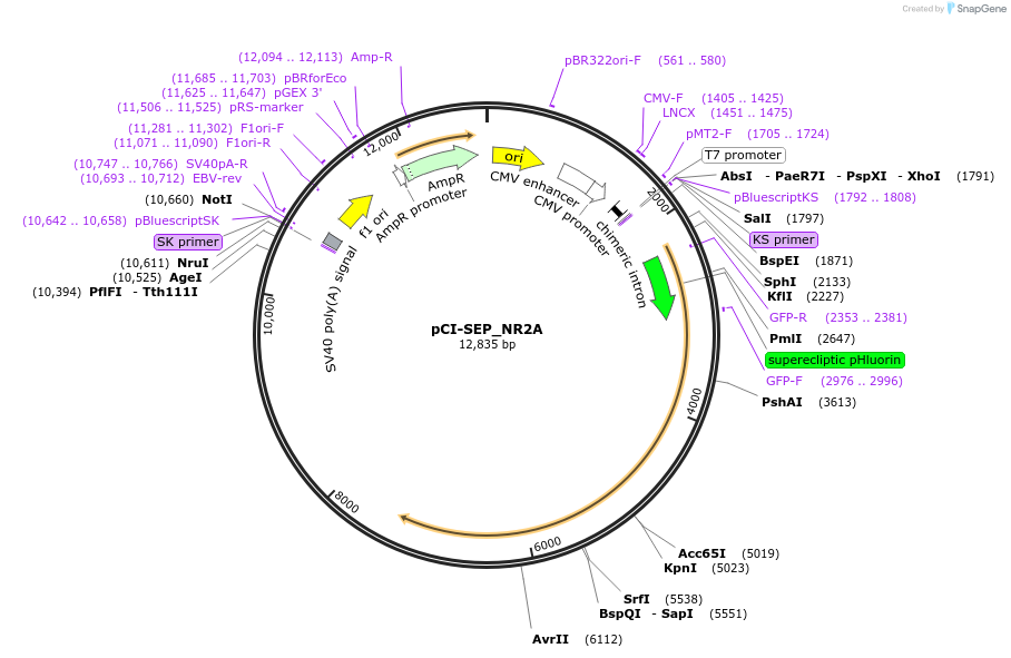23997-plasmid-map-sequence-id-171233